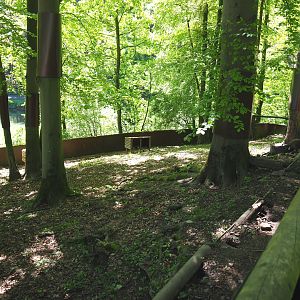 Raccoon exhibit, 2021-05-29