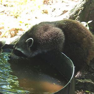 Raccoon (Procyon lotor), 2021-05-29