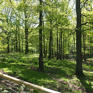 Scottish Highland cattle paddock, 2021-05-29