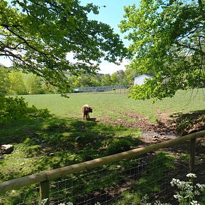 Scottish Highland cattle paddock, 2021-05-29