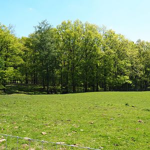 Scottish Highland cattle paddock, 2021-05-29