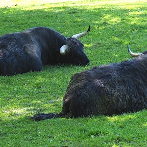 Black Scottish Highland cattle (Bos taurus taurus), 2021-05-29