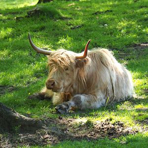 Yellow Scottish Highland cattle (Bos taurus taurus), 2021-05-29