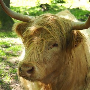 Yellow Scottish Highland cattle (Bos taurus taurus), 2021-05-29