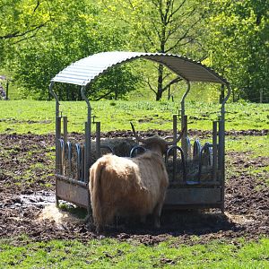 Scottish Highland cattle feeding station, 2021-05-29