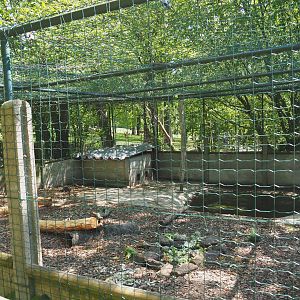 Coypu/Nutria exhibit, 2021-05-29