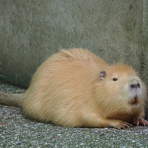 Beige Coypu/Nutria (Myocastor coypus), 2021-05-29