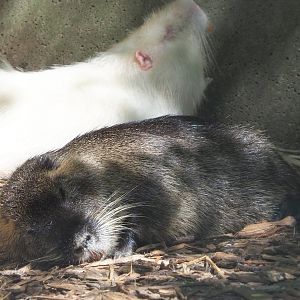 Coypu/Nutria (Myocastor coypus), 2021-05-29