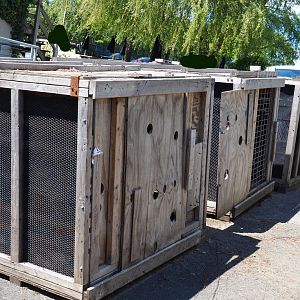 Large animal transport crates, 2021-05-29