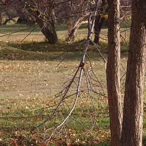 daurian redstart (male)