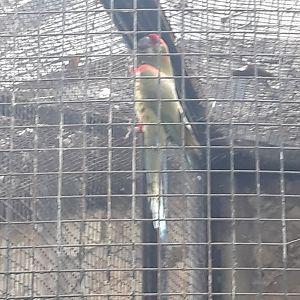 Red-fronted Macaw