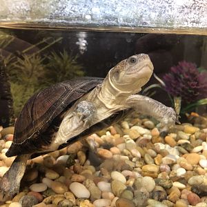 African helmeted turtle (Petsmart)