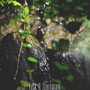 Chinese Crocodile Lizard