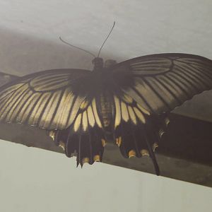 Butterfly ID?