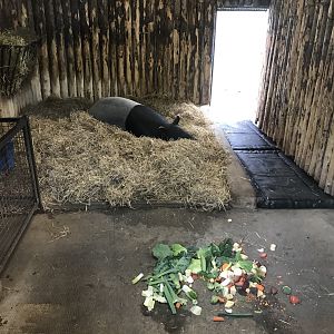 Malayan tapir indoors