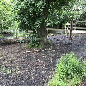 Malayan tapir enclosure