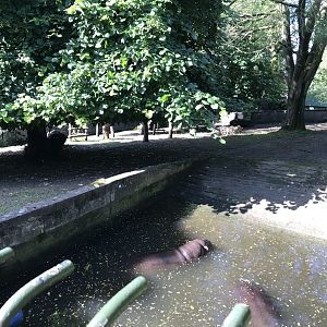 Pygmy hippo enclosure