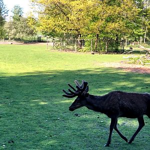 Wildpark Lüneburger Heide- red deer stag- 2021