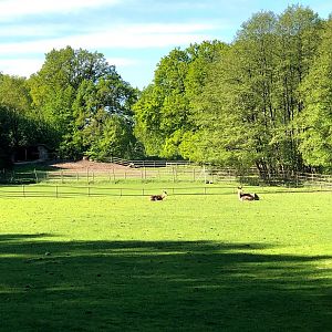 Wildpark Lüneburger Heide- European hoofstock "panorama view"- 2021
