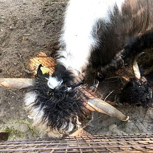 Wildpark Lüneburger Heide- male yak- 2021