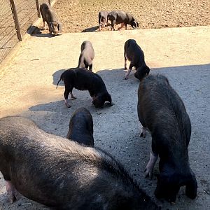 Wildpark Lüneburger Heide- masked pig group with piglets- 2021