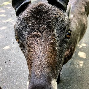 Wildpark Lüneburger Heide- ibex up close- 2021
