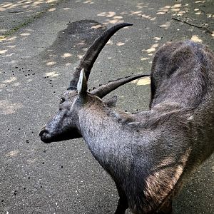 Wildpark Lüneburger Heide- ibex using its horns as back scratcher- 2021