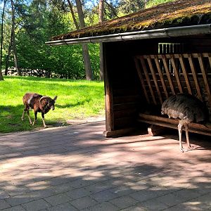 Wildpark Lüneburger Heide- mouflon and male nandu at feeding station- 2021