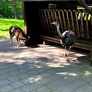Wildpark Lüneburger Heide- male nandu and mouflon- 2021