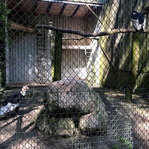 Wildpark Lüneburger Heide- Andean condor aviary- 2021