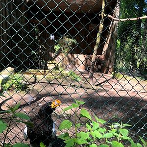 Wildpark Lüneburger Heide- Steller's sea eagle in its aviary- 2021