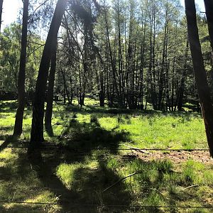 Wildpark Lüneburger Heide- beautiful moose enclosure- 2021