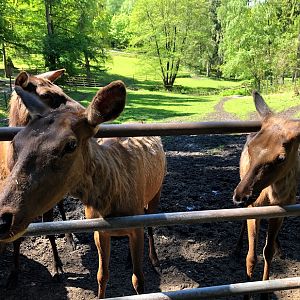 Wildpark Lüneburger Heide- three female elk- 2021
