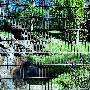 Wildpark Lüneburger Heide- snow leopard "mountain"- 2021