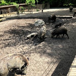 Wildpark Lüneburger Heide- wild boar group- 2021