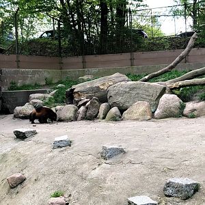 Wildpark Lüneburger Heide- wolverine in former brown bear and coati exhibit- 2021