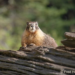 yellow bellied marmot