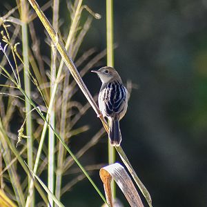 Golden-headed Cisticola (Cisticola exilis)