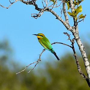 Rainbow Bee-eater (Merops ornatus)