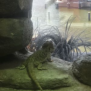 Bearded Dragon