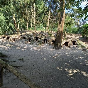 Nesting-area Penguins