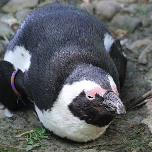 African penguin