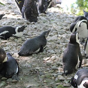 African penguins