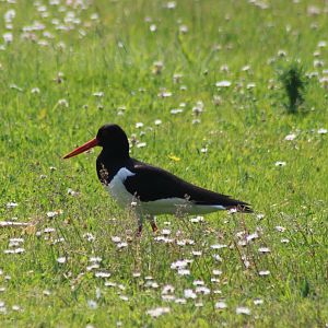 Oystercatcher