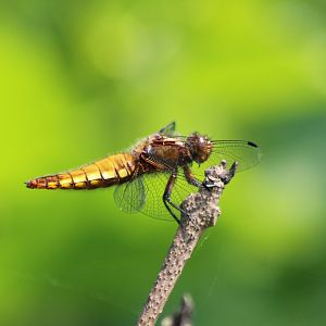 Broad-bodied chaser - Libellula depressa