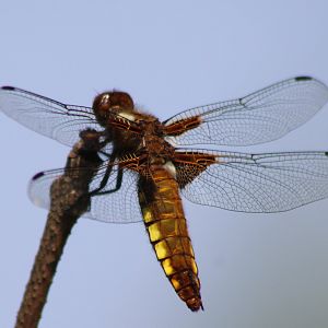 Broad-bodied chaser - Libellula depressa