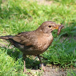 Female Blackbird with prey