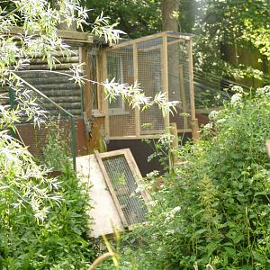 Cotton topped tamarin exhibit, June 2021