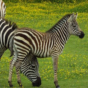 Zebra Foal, NAZF