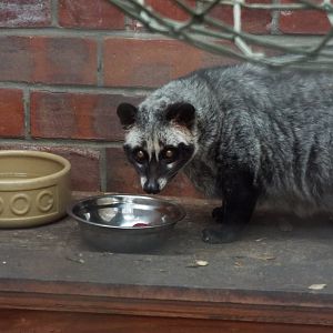 Asian Palm Civet